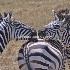 © Cheryl  A. Moseley PhotoID# 916167: Zebras Kissing 6717