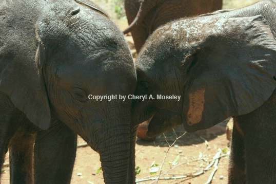 Whispering Elephant Secrets 7050 - ID: 916172 © Cheryl  A. Moseley