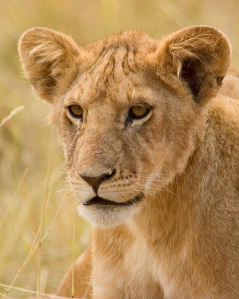 Lion cub - ID: 916533 © James E. Nelson