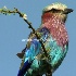 © Cheryl  A. Moseley PhotoID# 916600: Lilac-breasted Roller 5982