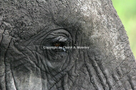 Elephant Eye - ID: 916603 © Cheryl  A. Moseley