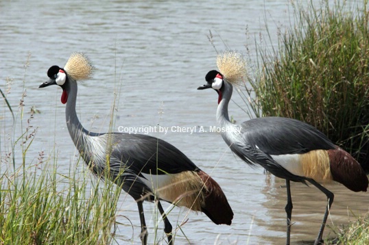 Grey-crowned Crane, Symbol of Uganda 7415 - ID: 916604 © Cheryl  A. Moseley