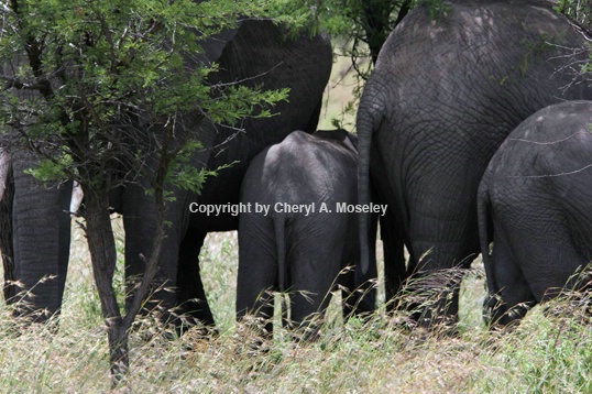 Elephant Rumps #!  #6785 - ID: 916609 © Cheryl  A. Moseley