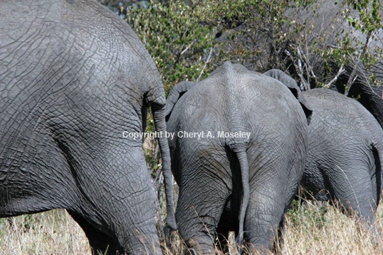 Elephant Rumps #2  #7259 - ID: 916610 © Cheryl  A. Moseley