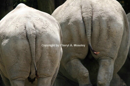 Rhino rumps 7946 - ID: 916612 © Cheryl  A. Moseley