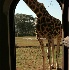© Cheryl  A. Moseley PhotoID# 916728: Giraffe Close to Door 7026