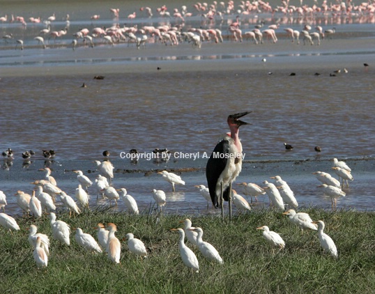 Maribou Stork & Flamingos 6593 - ID: 916730 © Cheryl  A. Moseley