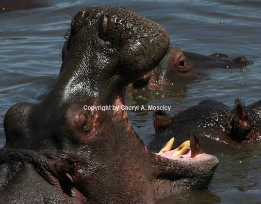 Hippo with Mouth Wide Open 6845 - ID: 916734 © Cheryl  A. Moseley
