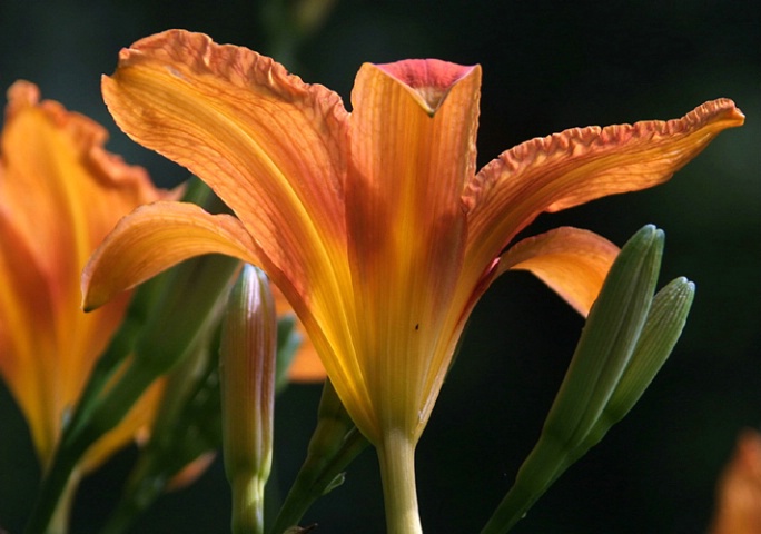 Orange Day Lily