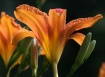 Orange Day Lily