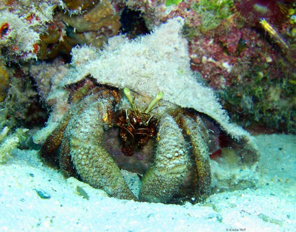 Crab in Conch F 185 - ID: 916842 © Kristin A. Wall