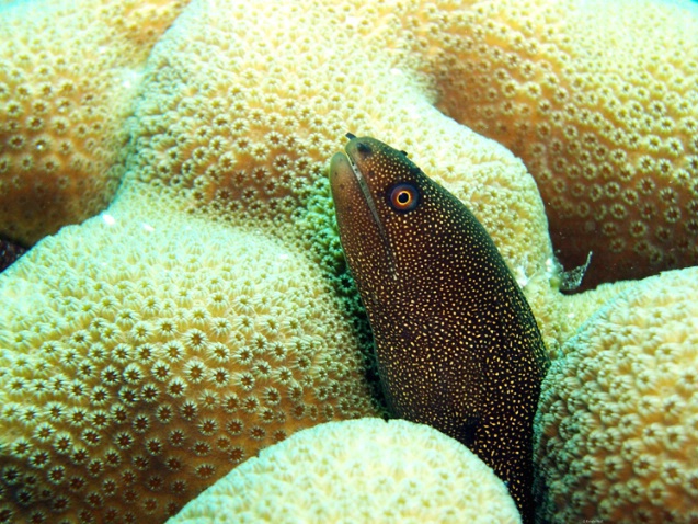 Goldentail Moray eel F205 - ID: 916933 © Kristin A. Wall