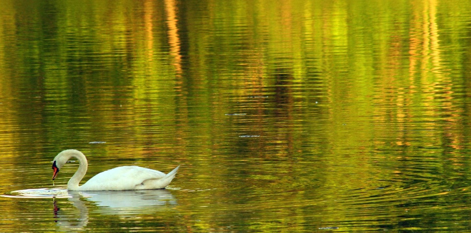 Swan (Lake) on Golden Pond
