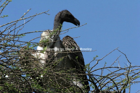 Vulture in Tree 6797 - ID: 917562 © Cheryl  A. Moseley