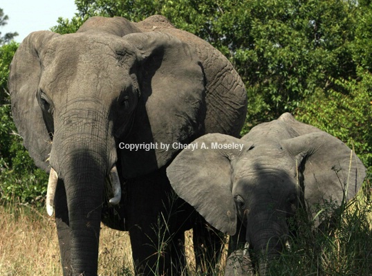 Elephanant Mom & Baby 7500 - ID: 917566 © Cheryl  A. Moseley