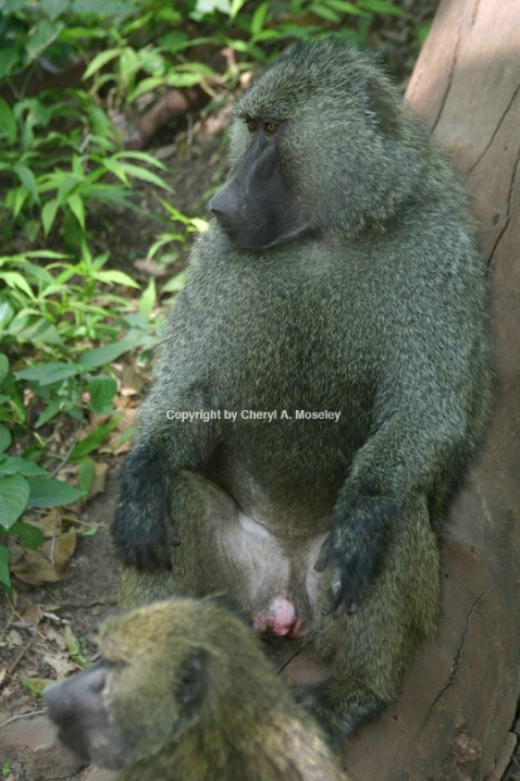 Olive Baboons - Male & Female 1120 - ID: 917569 © Cheryl  A. Moseley