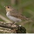 © Robert Hambley PhotoID # 917578: Swainson's Thrush