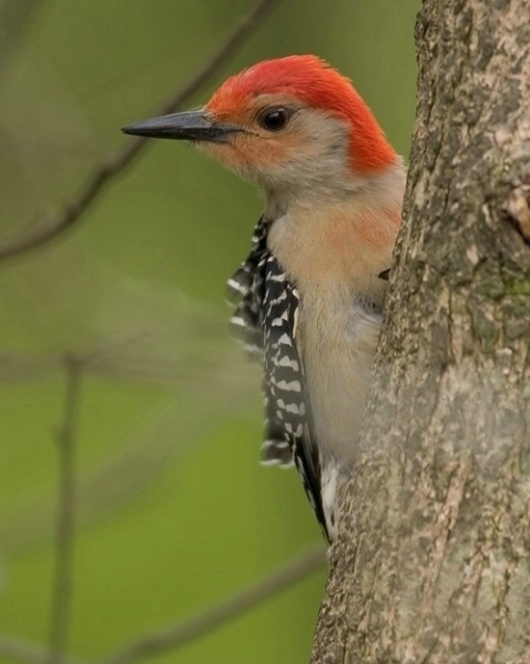 Red Bellied Woodpecker - ID: 917580 © Robert Hambley