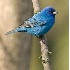 © Robert Hambley PhotoID # 917582: Indigo Bunting