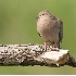 © Robert Hambley PhotoID # 917583: Morning Dove