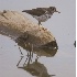 © Robert Hambley PhotoID # 917587: Spotted Sandpiper