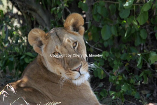 Female Lioness with Tilted Head 7349 - ID: 917633 © Cheryl  A. Moseley