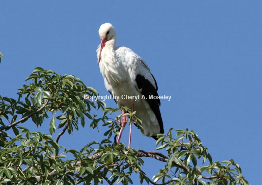 White Stork in Tree 6171 - ID: 917635 © Cheryl  A. Moseley