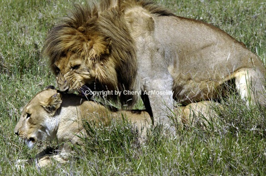 Lions Mating 6821 - ID: 917639 © Cheryl  A. Moseley
