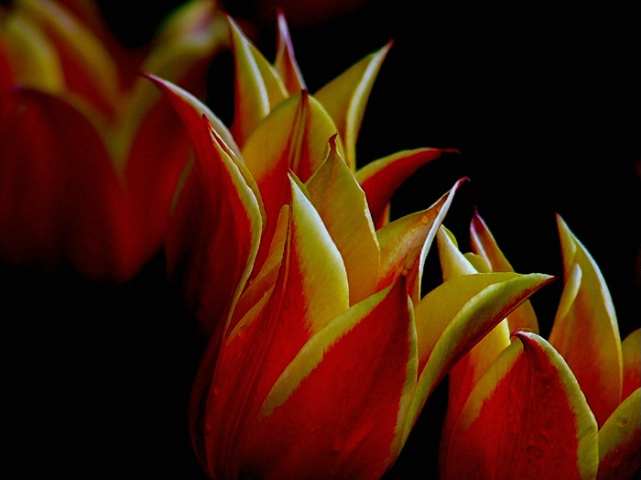 Flaming Tulips