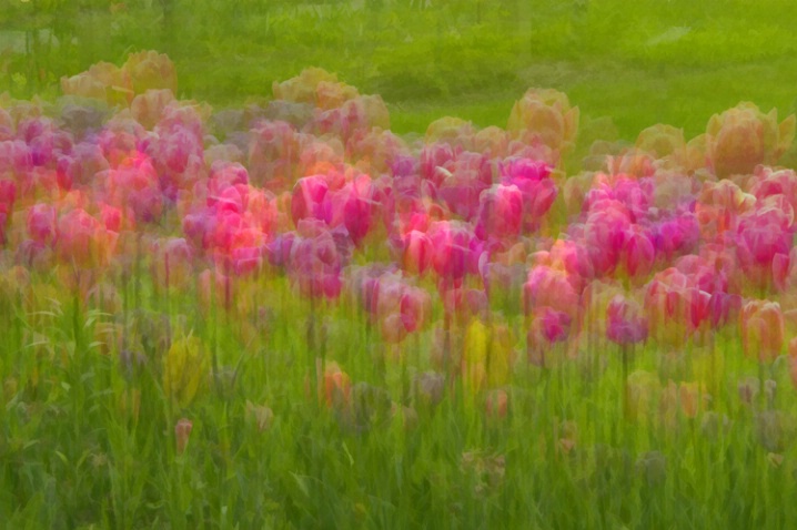 In the Tulip Patch