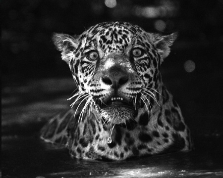 Jaguar Emerging from Water 