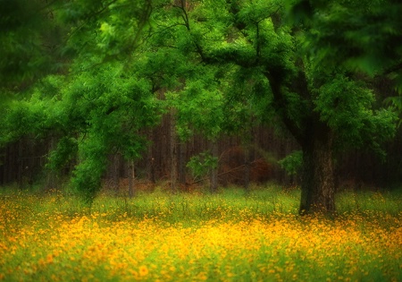 Spring Meadow