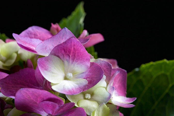 Hydrangea - ID: 919691 © Sharon E. Lowe