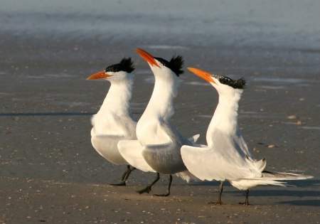 The 3 Tenors