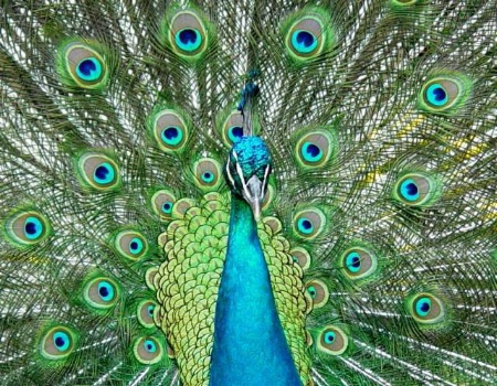 Peacock closeup