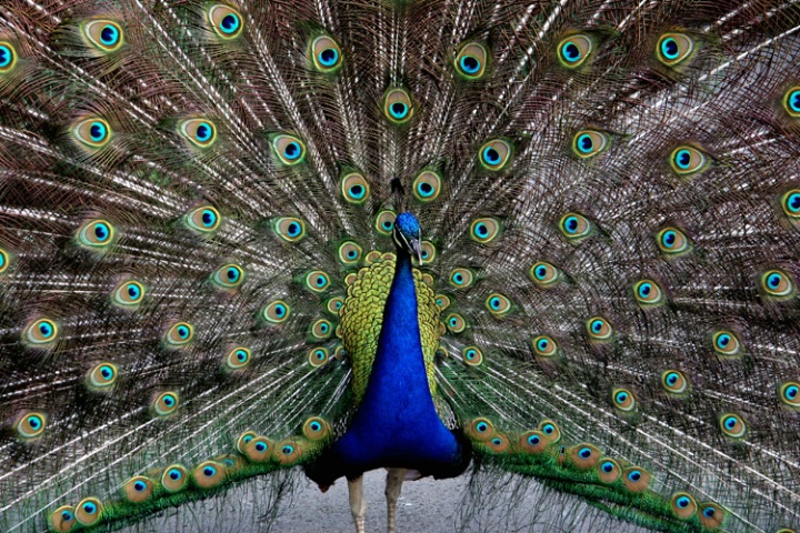 Blooming Peacock