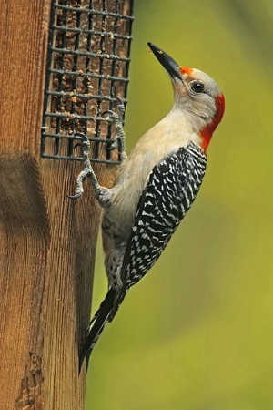 At the Feeder