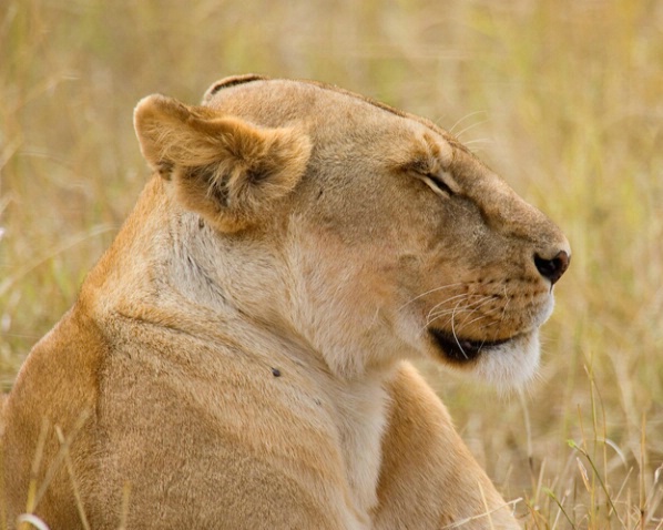 Female lion sleeping - ID: 921978 © James E. Nelson