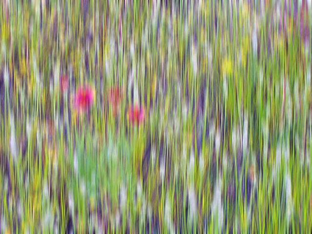 ...indian blanket...