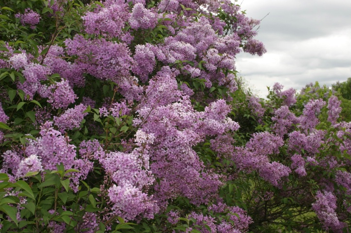 Lilac- with flash