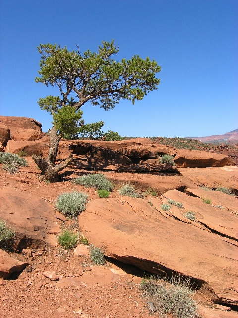 desert tree