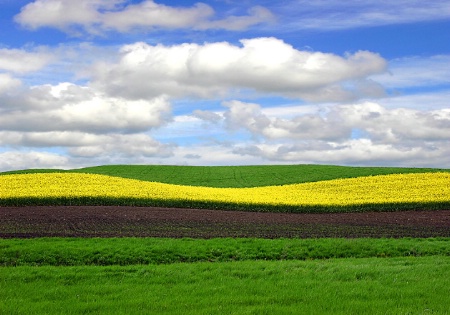 Rapeseed flower sandwich