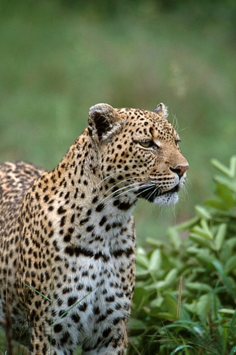 Leopard-South Africa