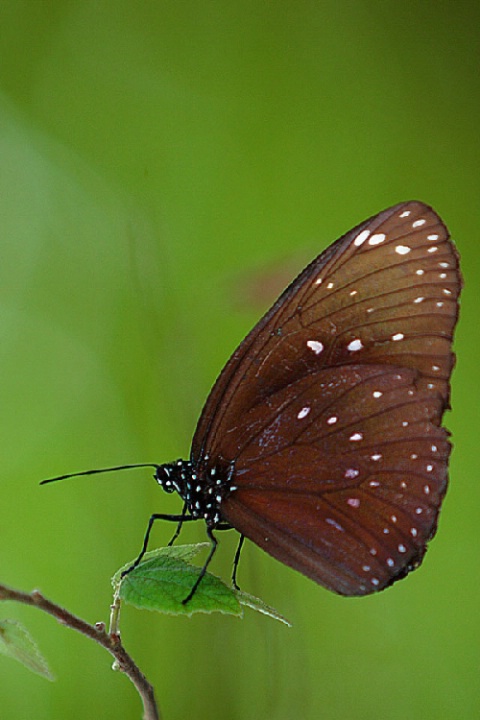 Brown on Green