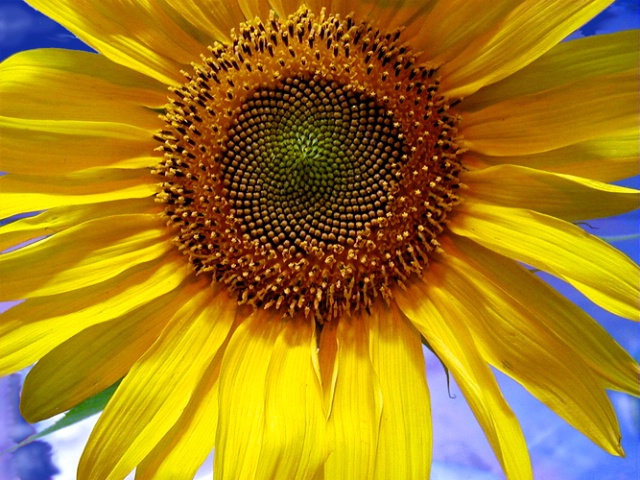 Sunflower at New York State Fair