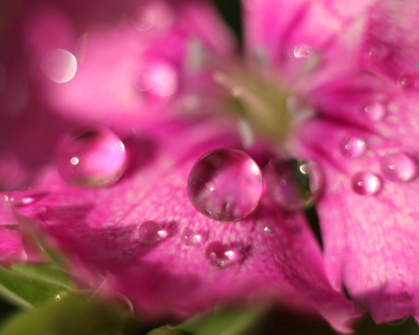 Water Droplets