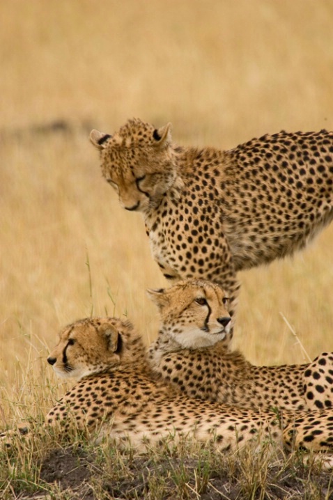 3 Cheetahs in the Mara - ID: 924449 © James E. Nelson