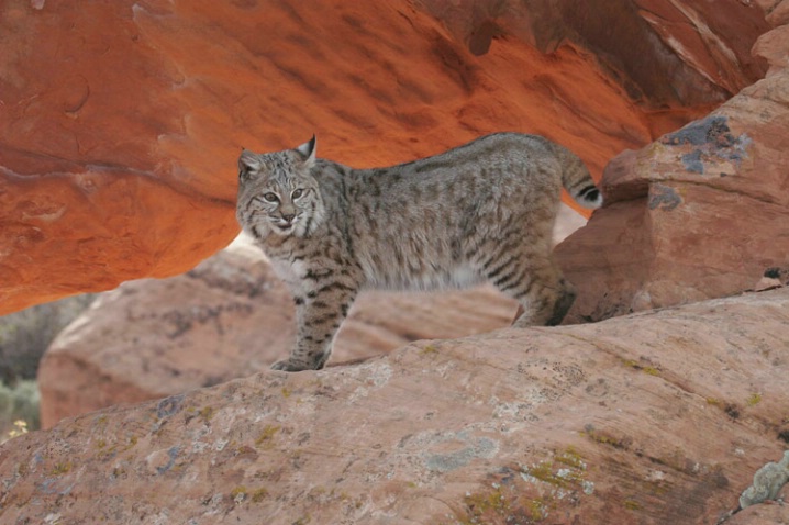 Bobcat in Redrock