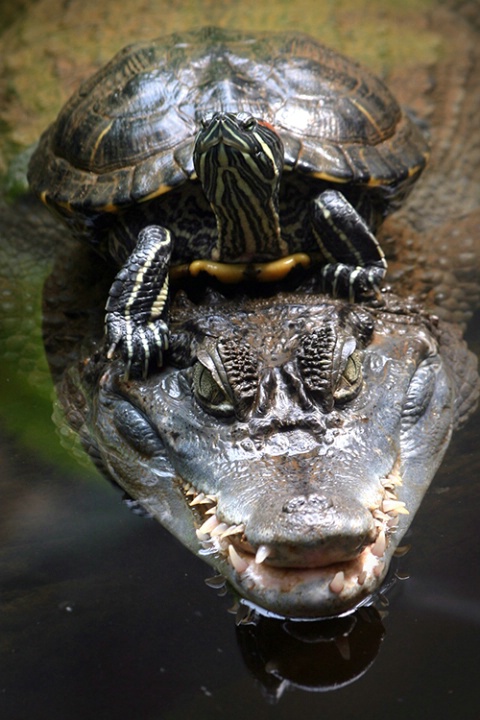 Turtle 1 - Crocodile 0
