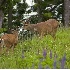 2Two Bucks in Lupines - ID: 924873 © John Tubbs